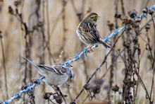 American Tree Sparrow